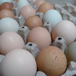 Picture for category Fresh Eggs