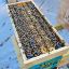 Picture of Nuc Box - 5 Frame