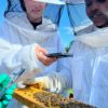 Picture of Bee Experience