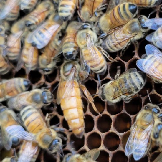 Picture of Mated Queen