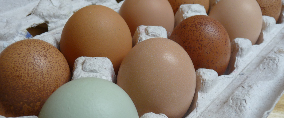 Daily collected fresh eggs