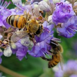 Picture of Vitex Seeds